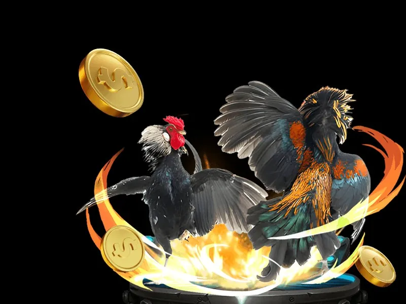 Một người chơi đá gà chuyên nghiệp giữ thái độ bình tĩnh và tập trung cao độ trong suốt trận đấu.