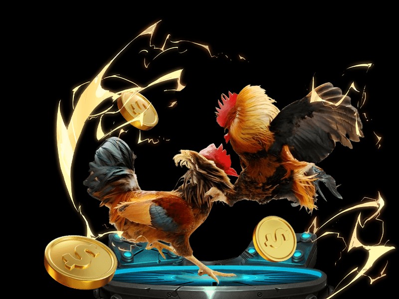 Gà Mơ Vàng chiến thắng sv388